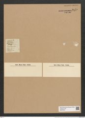 Eunotia corona Rabh. (de-Toni-Nr.: Genus 104, Species 3188) Zeichnungen Sammlung Grunow Nr. 6550 (NHMW-BOT-W0375276)